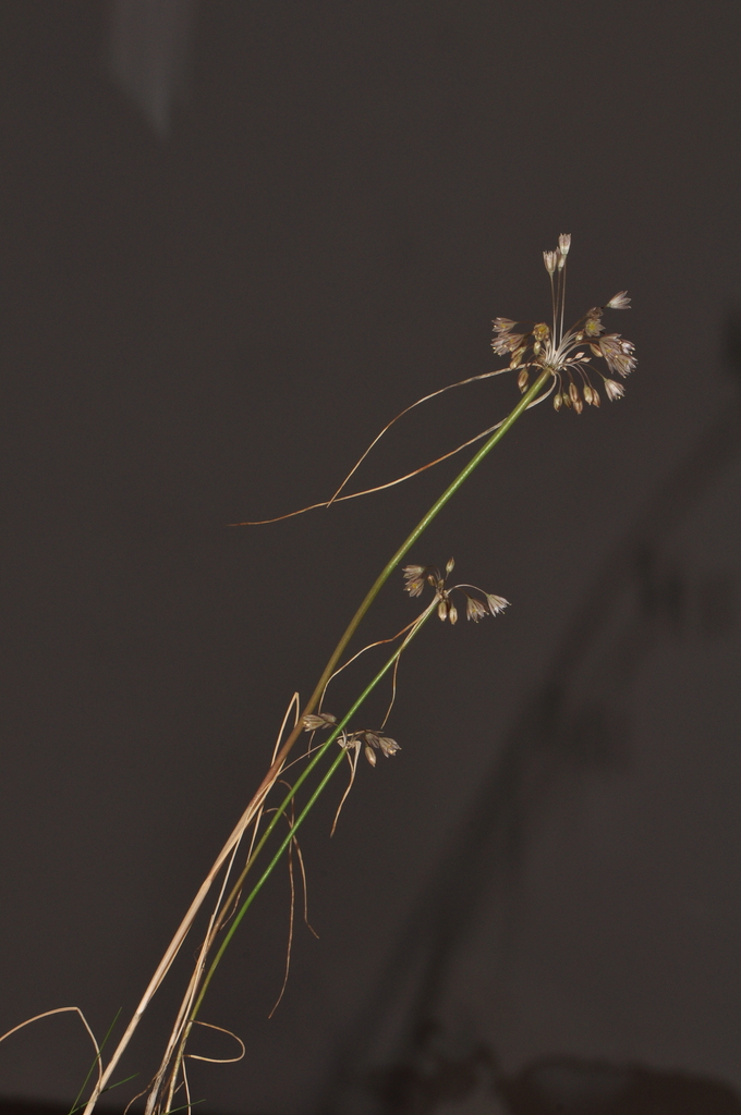 Allium macedonicum
