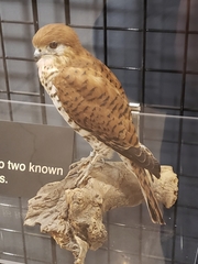 Falco punctatus