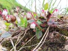 Gaultheria adenothrix, photograph (c) Timur Kalininsky, some rights reserved (CC BY)