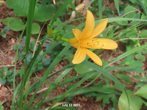 Hemerocallis hakuunensis iNat (2)