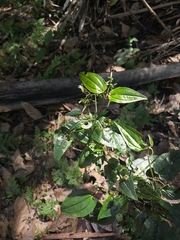 Aciotis circaeifolia (Aciotis circaeifolia)