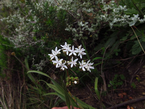 Image of Corymbium villosum by (c) James Rodger, some rights reserved (CC BY)