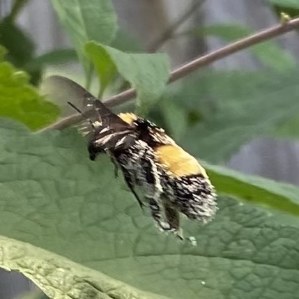 Photo of Black-and-gold Bumble Bee (Bombus auricomus)