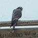 Northern Aplomado Falcon - Photo (c) Sean Cozart, some rights reserved (CC BY-NC), uploaded by Sean Cozart