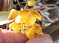 Polystachya pubescens