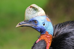 Northern Cassowary photo 4