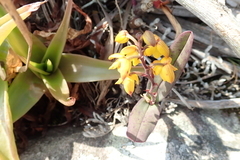 Polystachya pubescens