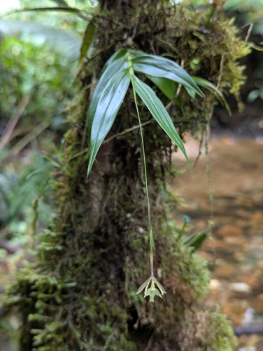 Epidendrum nora-mesae Hágsater & O.Pérez