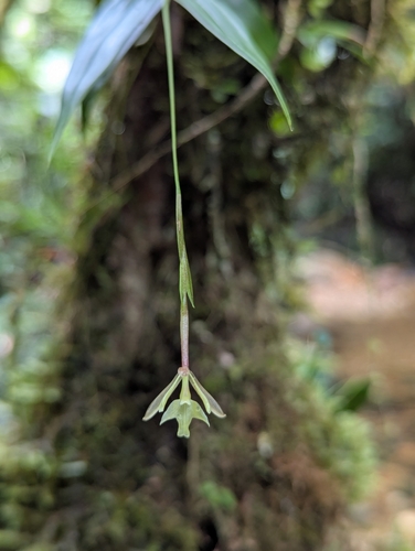 Epidendrum nora-mesae Hágsater & O.Pérez 2