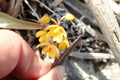 Polystachya pubescens