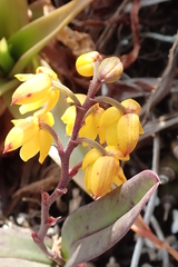 Polystachya pubescens