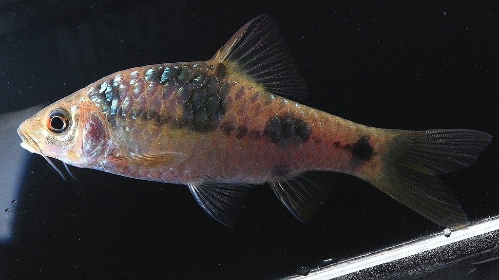 Clown Barb (Barbodes everetti)