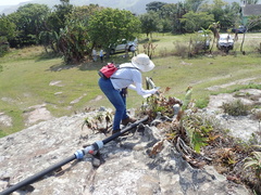 Polystachya pubescens