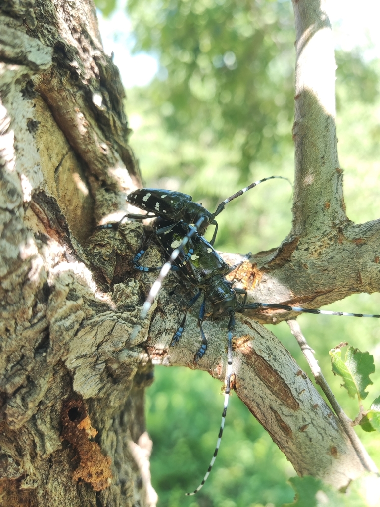 Beijing Insect Asian Longhorned Beetle from Beijing, Beijing, CN on July 6, 2025 at 02 ...