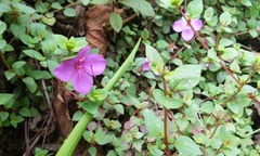 Heterocentron elegans