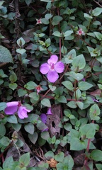 Heterocentron elegans