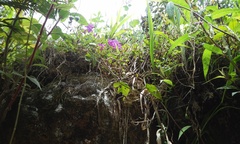 Heterocentron elegans
