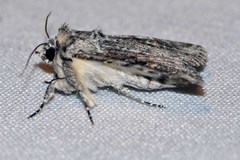 Ectopatria aspera