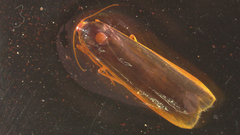 Sozusa scutellata