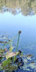Cyperus blepharoleptos