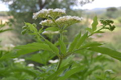 Sambucus ebulus