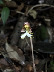 Anoectochilus formosanus