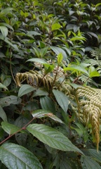 Miconia oligotricha