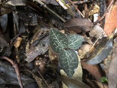 Anoectochilus formosanus