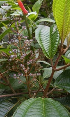 Miconia oligotricha