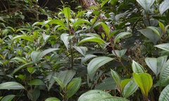 Miconia oligotricha
