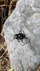 Trypocopris pyrenaeus