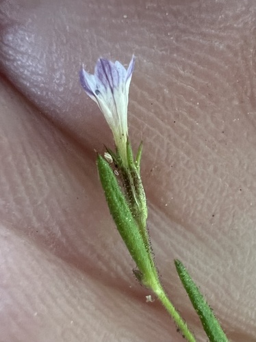 Miniature Gilia (Navarretia capillaris)