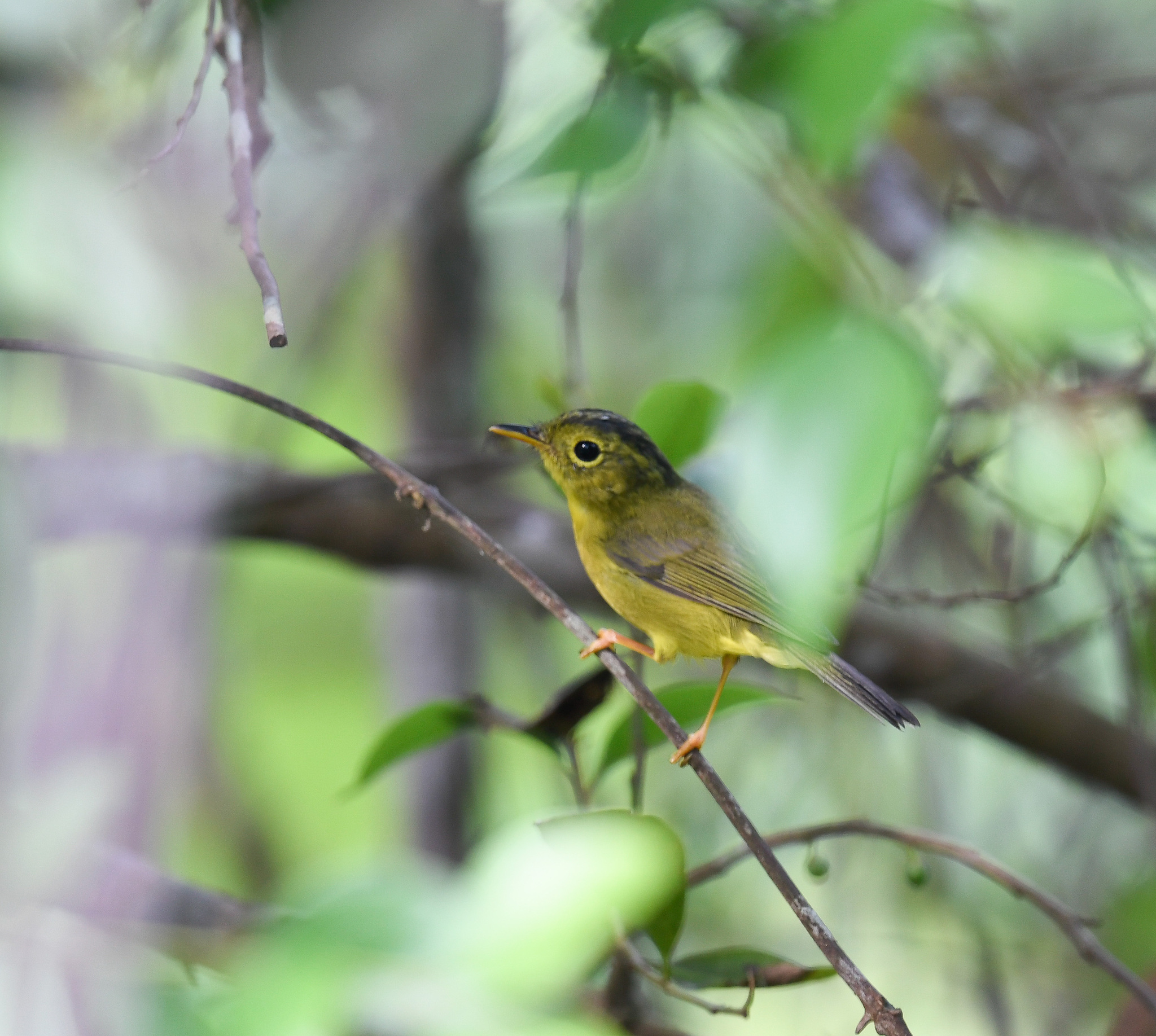 Green-crowned Warbler illustration