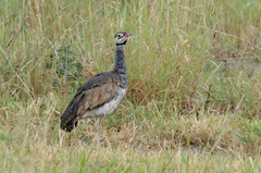 Eupodotis senegalensis