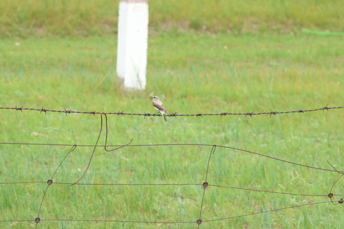 Northern Wheatear
