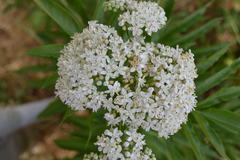Sambucus ebulus