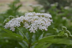 Sambucus ebulus