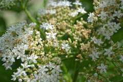 Sambucus ebulus