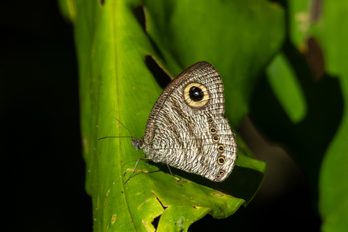 Malayan Six-ring