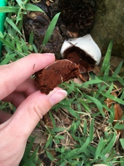Ganoderma