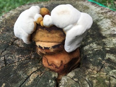Ganoderma