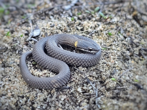 Masters' Snake