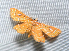 Musotiminae