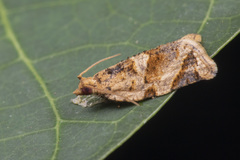 Neocalyptis affinisana