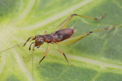 Homoeoxipha lycoides