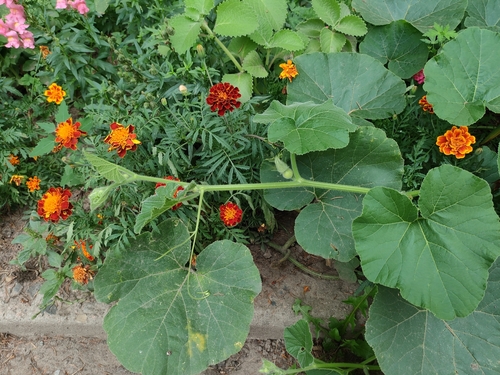 Cucurbita maxima