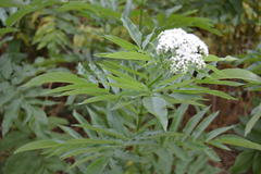 Sambucus ebulus