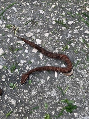 Agkistrodon russeolus