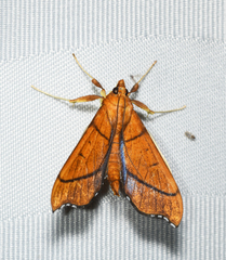 Anarmodia arcadiusalis