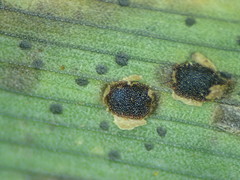Puccinia magnusiana